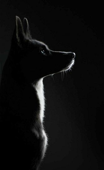 a7035b41402ddcc4a0e270748885d1b8.jpg