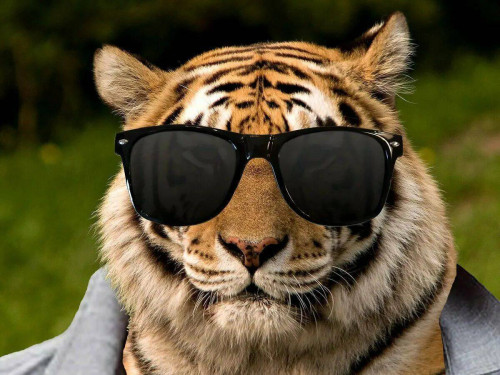 TIGR-V-OCKAK-POZIRUYSII-NA-FOTO..jpg