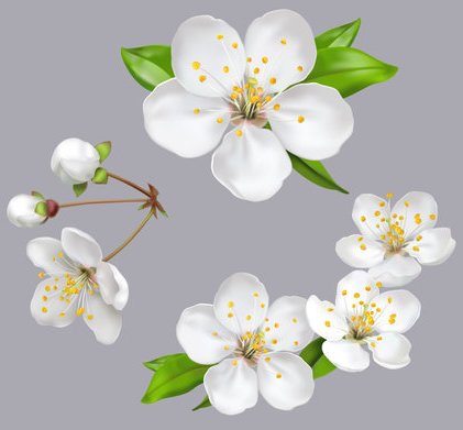 tree-flowers-on-graground.jpg