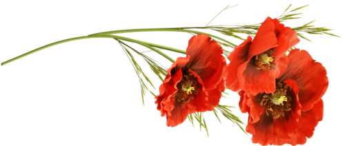 162724948_0_17e356_e63591e7_orig1.png