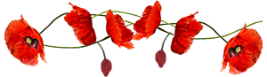gentils-coquelicots.png