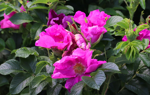 IMG_8131-KOPIY.jpg