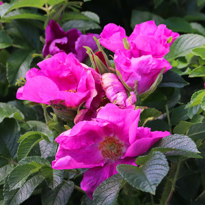 IMG_8131-KOPIY