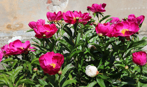 IMG_8256-KOPIY.jpg