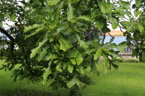 IMG_8267-KOPIY.jpg