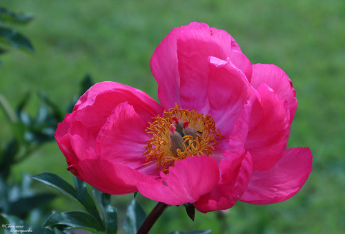 IMG_8311-KOPIY.jpg