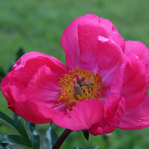 IMG_8311-KOPIY