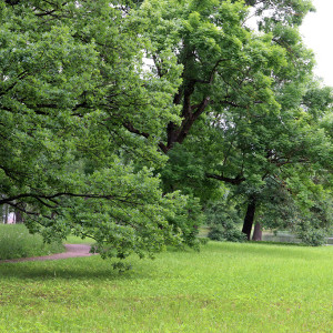 IMG_8664-KOPIY