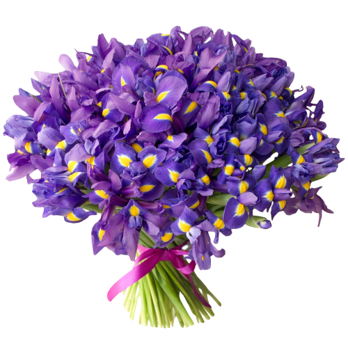 pixlr-bg-result-26.png