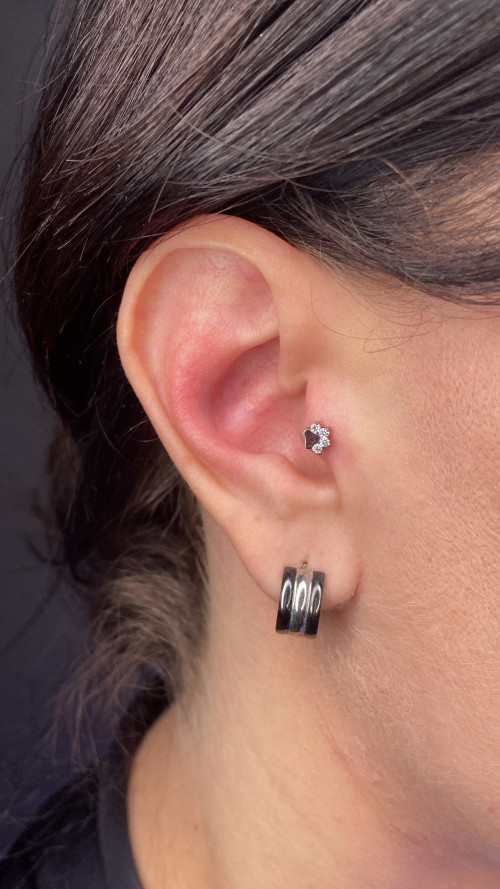 008-PROKOL-TRAGUS.jpg