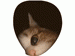 so1k2hqjgys81-1.gif