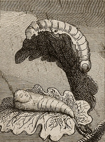 CERV-PLOTOYDNYI1.jpg