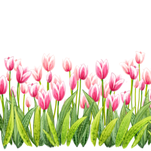 tulip-transparent-grass-5