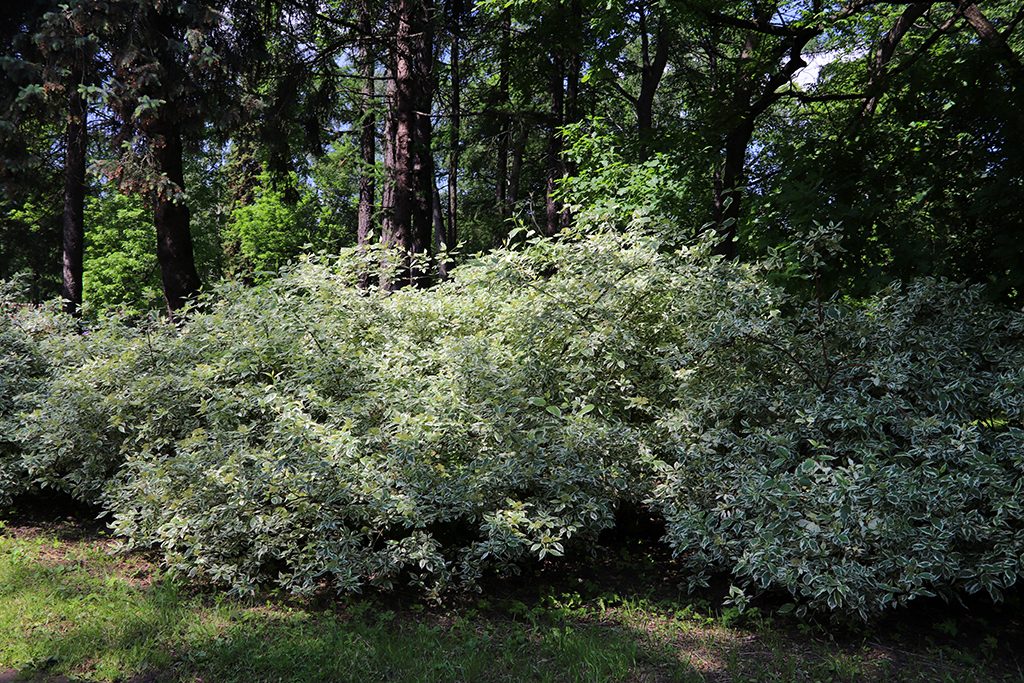 IMG_8024-KOPIY.jpg