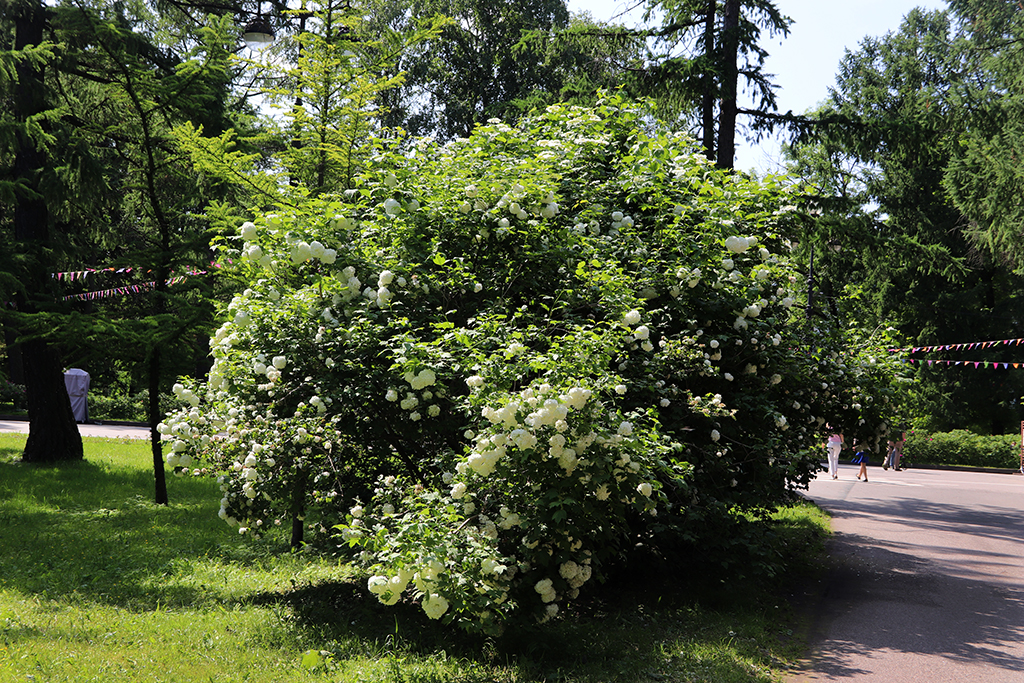 IMG_8025-KOPIY.jpg