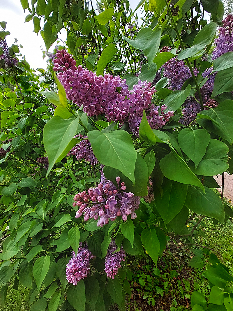 20250601_121714-KOPIY.jpg