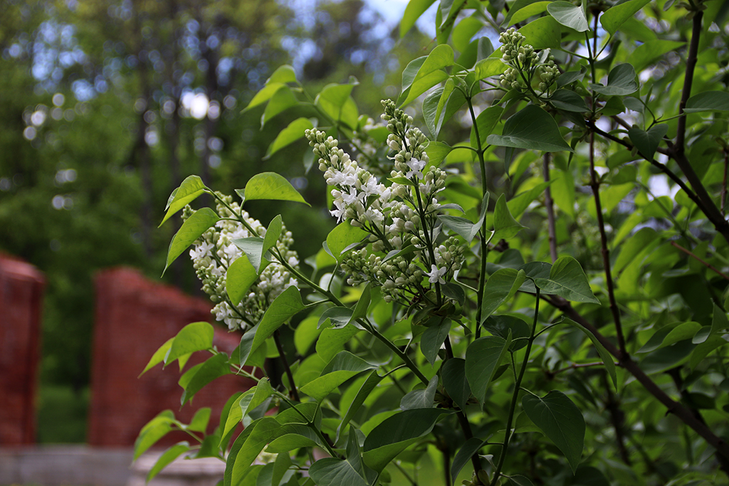 IMG_7789-KOPIY.jpg