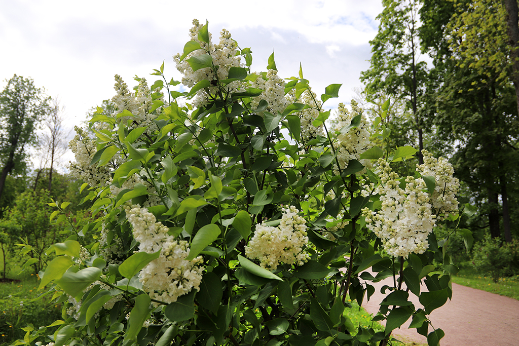 IMG_7811-KOPIY.jpg
