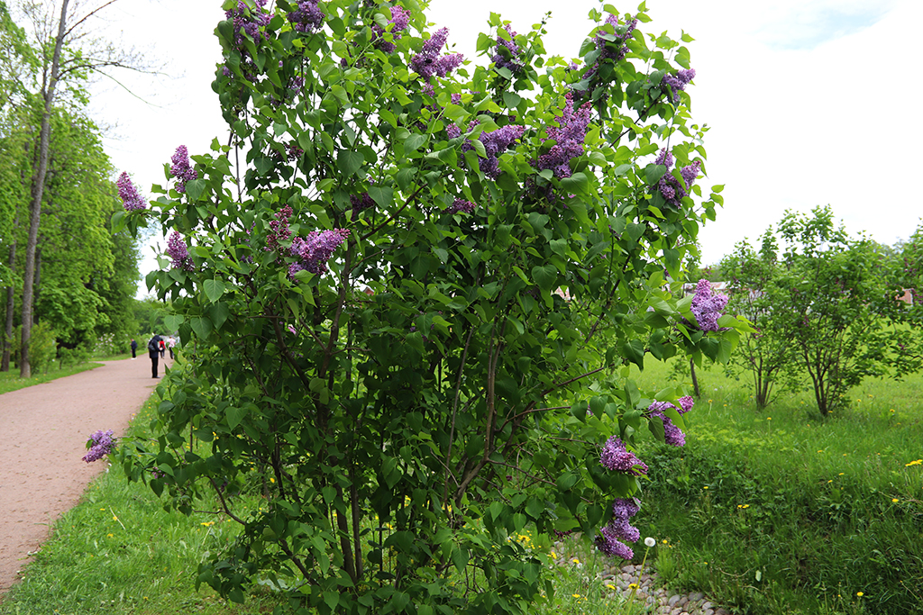 IMG_7818-KOPIY.jpg