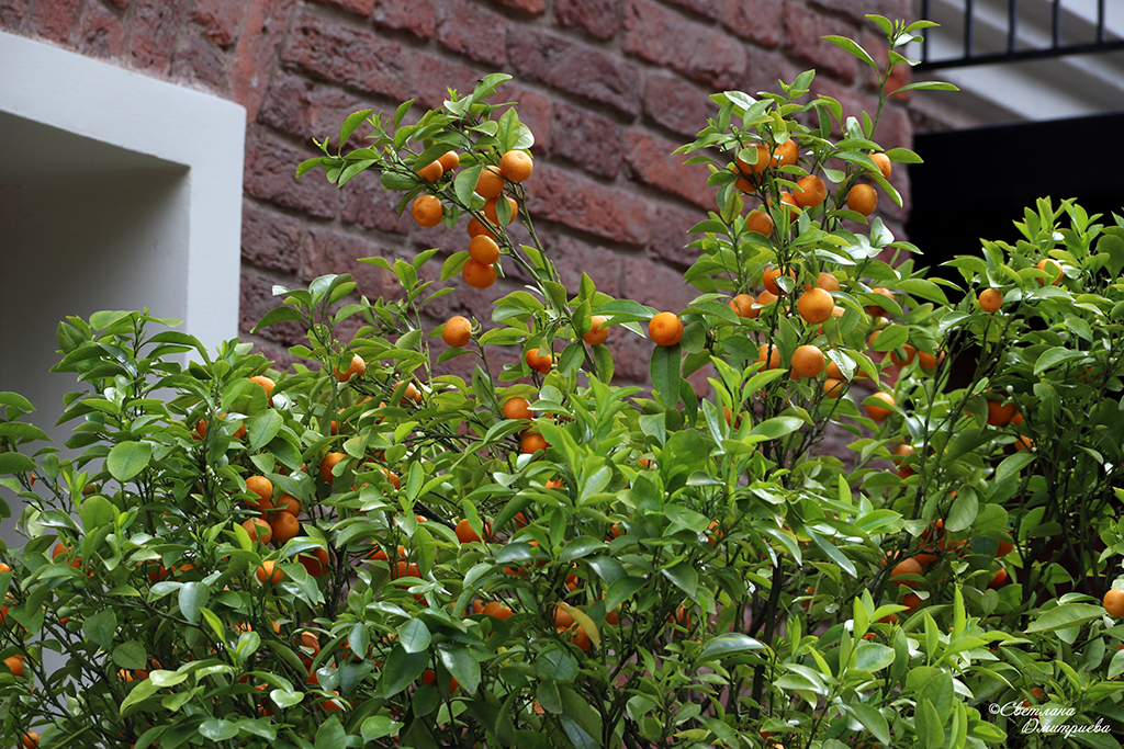 IMG_7917-KOPIY.jpg