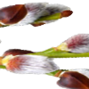 1VN1