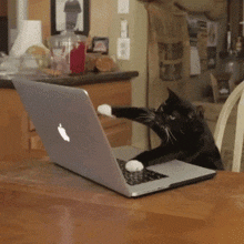 cat-cat-meme.gif