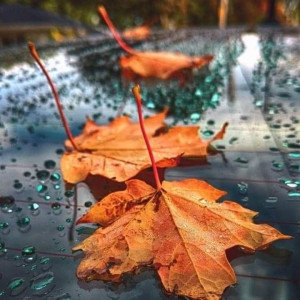 5a54d2e935499b65726faeb15bd6ad54-1