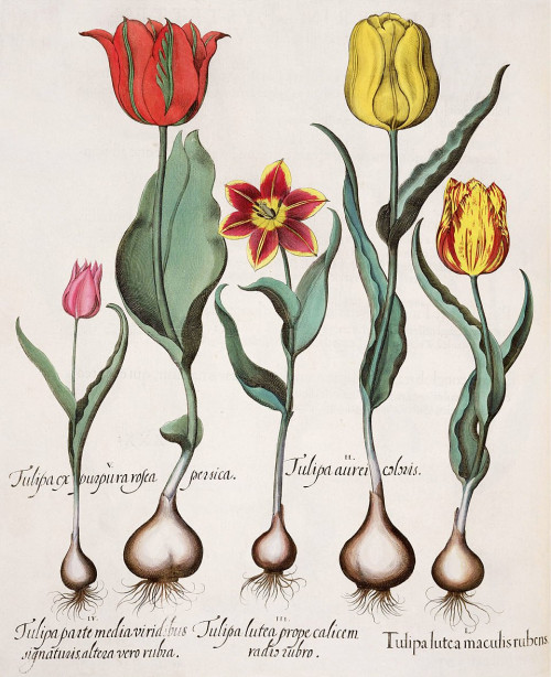960px-Besler_H.E._tulipa_1.jpg
