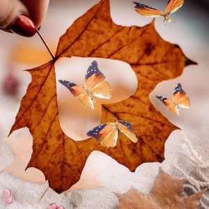 2e9e2fab1182c84d34af881bbe5f6eff