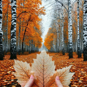 ad2000332bd4d1afe81a8773eb33c70d