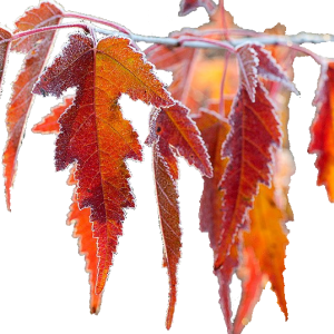 cdde99613d1e085ddb9886525cb20614