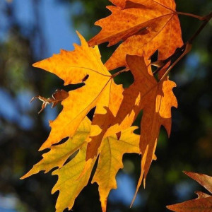 015d6fc1e78dd92dde79d11629ef07da