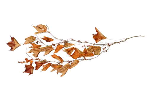 142493806_r13.png