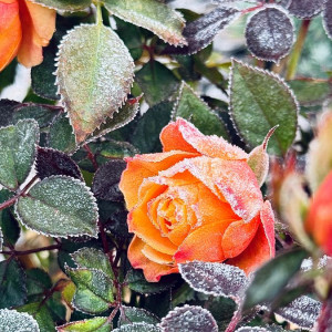 9c6a9ea8f877eafeb3a54693ed3c0e3a