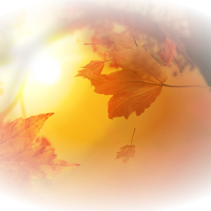 1670829971_grizly-club-p-fon-osennii-png-45